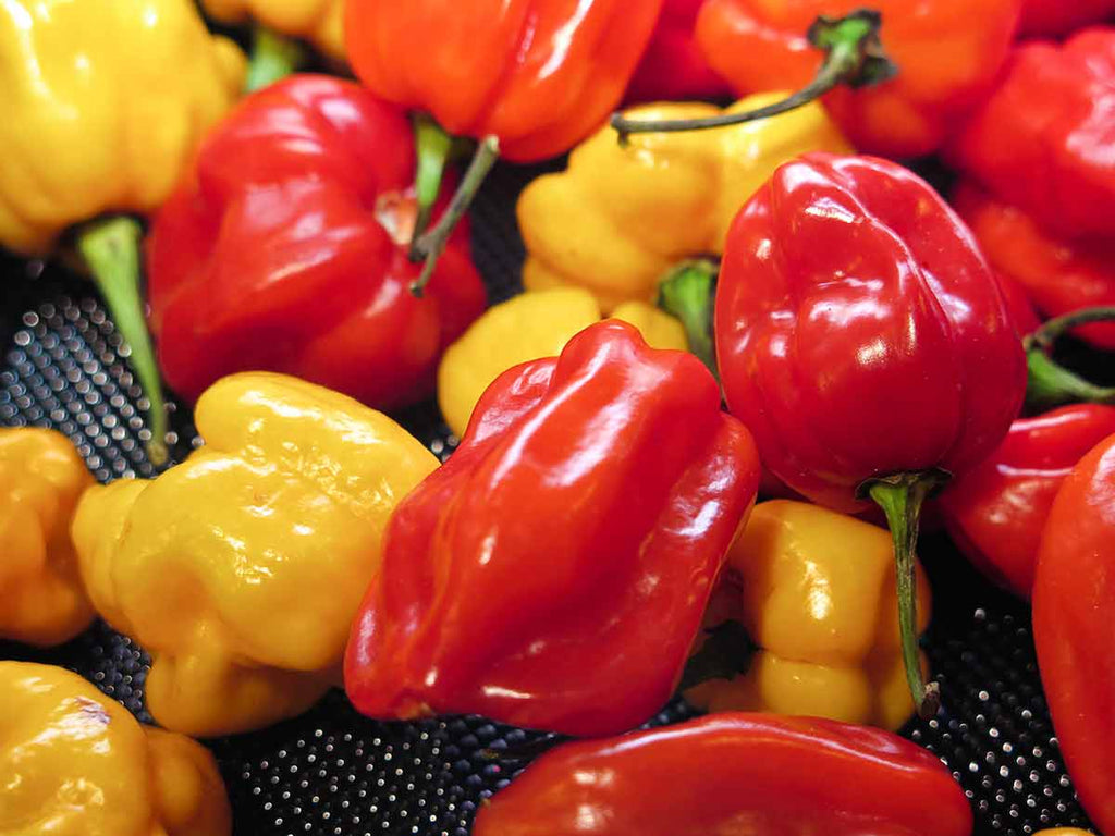 4 ways the Scotch Pepper can benefit your health chili health