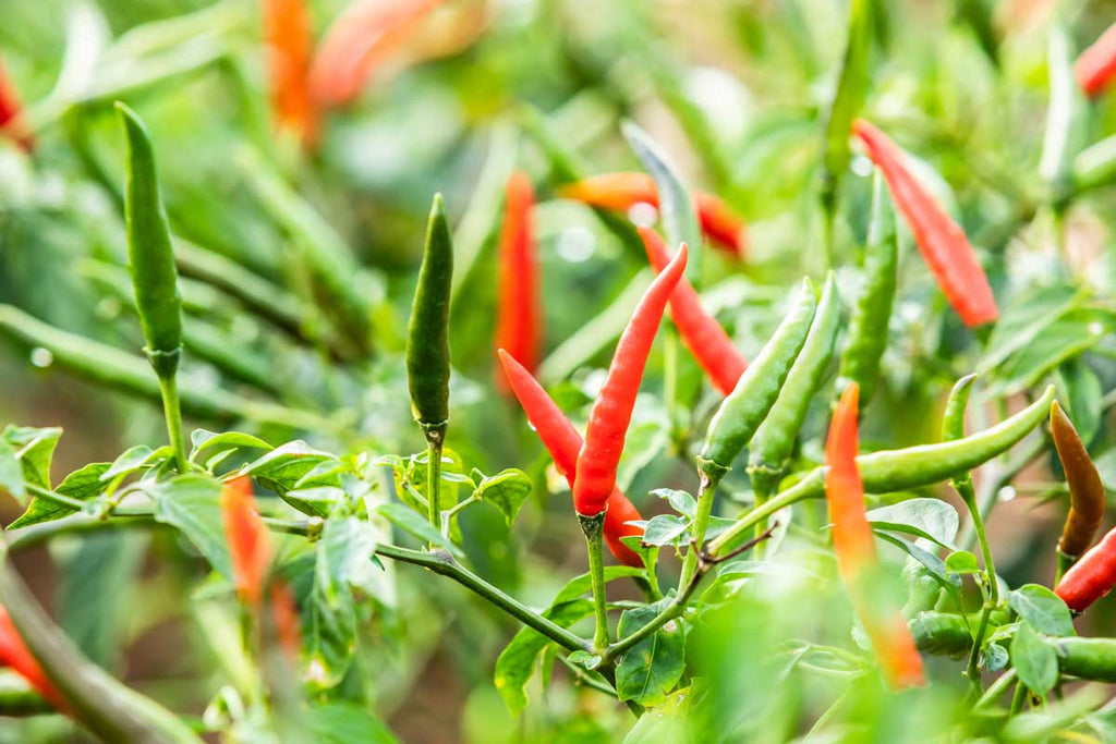 5 surprising hot pepper facts chili pepper birdseed, Health Benefits