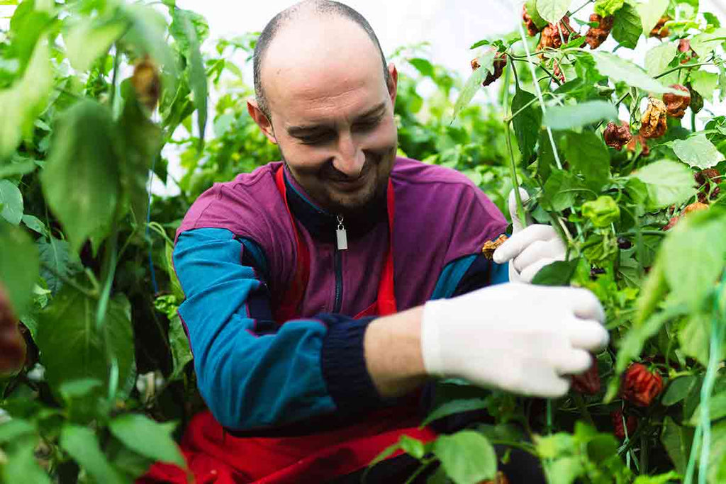 Chili Pepper Growing Tips and Tricks Chile, growing, peppers and more