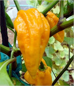 Profile of a Pepper: Devil’s Tongue Chili Pepper