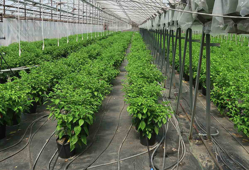 The Hot Sauce Effect effects, Hot Peppers, Hot Sauce and more