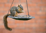 Chili Pepper Birdseed; Yes, It’s a Thing