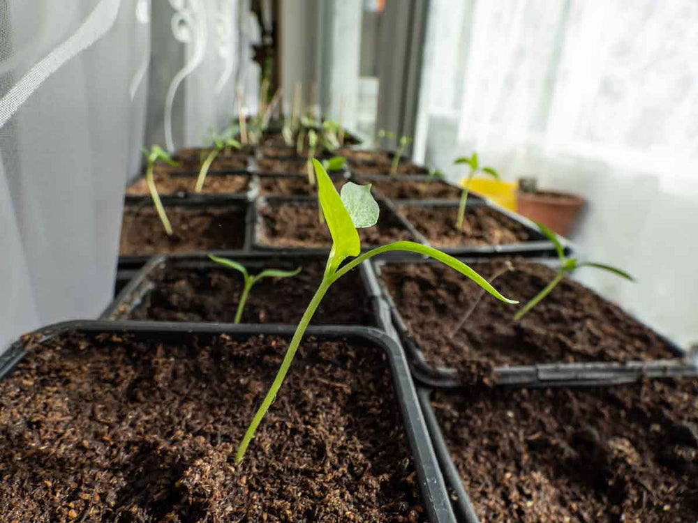 Follow these tips to grow peppers indoors