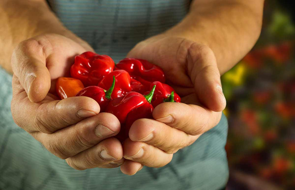 Love Hot Peppers? Handle With Care