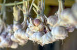 National Garlic Month