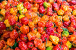 Pepper Profile: The Habanero