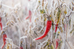 Protect Chili Peppers from Cold