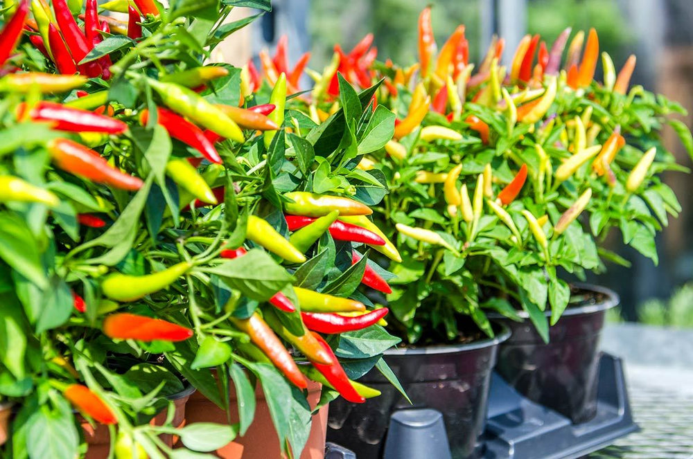Semi-Breaking News: Chili Pepper Leaves Are Edible!