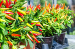 Semi-Breaking News: Chili Pepper Leaves Are Edible!