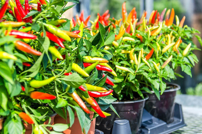 Semi-Breaking News: Chili Pepper Leaves Are Edible!, Chile Peppers,  scoville heat scale and more