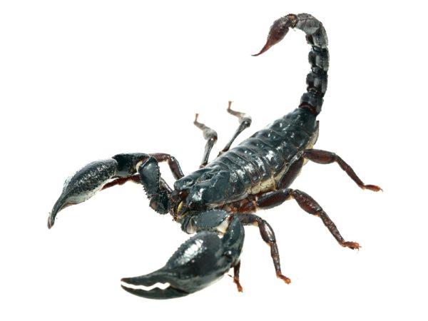 Surviving the Sting of a Scorpion