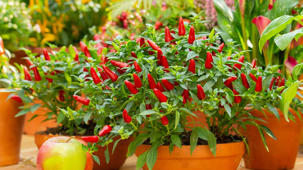 The Best Peppers for your Home Garden