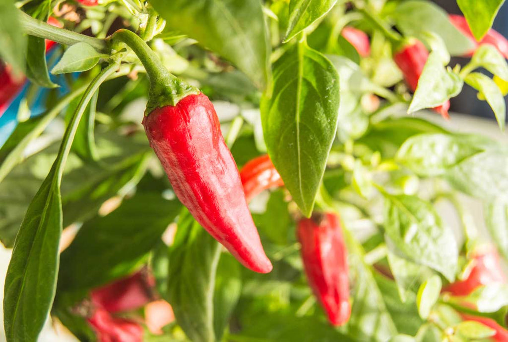 The best & worst companion plants for your pepper plants growing