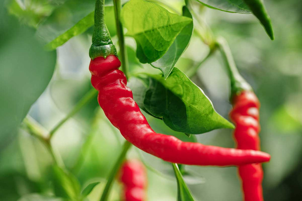 The Health Benefits of Cayenne Pepper