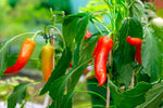 Think you can’t grow hot peppers in a cold climate? Think again!