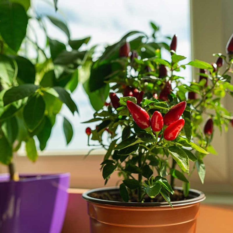 Tips for growing chili pepper plants at home | Defend your garden with chili  pepper spray, growing peppers, hotter chili peppers and more |  maddog357.com Blog blog