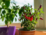 Tips for growing chili pepper plants at home