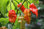 Tips For Harvesting Pepper Plants