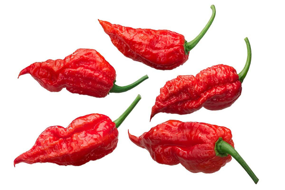 Want some serious heat? The ghost pepper is up to the challenge